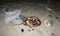 The female horseshoe crab Limulus polyphemus