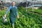 Female horticulturist in apron pouring malabar spinach with watering pot in hothouse