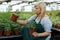 Female horticulturist in apron working with seedlings of strawberries in pots in hothouse