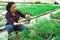 Female horticulturist checking seedlings of dwarf tomatoes