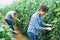 Female horticulturist checking unripe fruits of tomatoes in hothouse