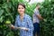 Female horticulturist checking unripe fruits of tomatoes in hothouse