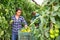 Female horticulturist harvesting green tomatoes in greenhouse