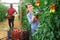 Female horticulturist harvesting plum tomatoes in glasshouse