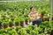 Female horticulturist maintaining garden in hothouse