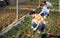 Female horticulturist maintaining garden in hothouse