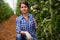 Female horticulturist near ripening purple tomatoes in greenhouse