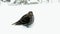 Female house finch, Carpodacus mexicanus, perched on a snow drift.