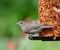 A  Female House Finch, perched on a feeder in a suburban garden