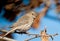 Female House Finch perched in an Oak tree