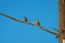 Female House finch resting on branch