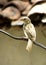 Female house sparrow bird, india