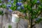 Female house sparrow bird Passer domesticus perched on suet garden feeder