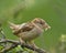 Female House Sparrow with moth