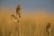 A female House sparrow Passer domesticus perched on a reed branch in the golden morning sun.