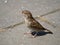 Female House Sparrow on the pavement in the city