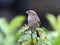 Female house sparrow on Portuguese laurel