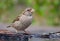 Female House sparrow sits near a pond with water blob on the beak