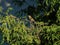 Female house sparrow sitting in a thuja