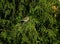 Female house sparrow in thuja tree