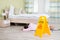 Female Housekeeper Unconscious Near Wet Floor Sign