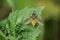 A female Hoverfly, Syrphini, Chrysotoxum cautum, perching on a leaf in spring in the UK.