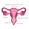 Female human reproductive system anatomy parts organ