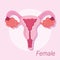 Female human reproductive system gynecology anatomy health