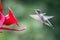 Female hummingbird approaching red feeder