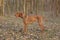 Female Hungarian Vizsla