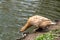 Female hybrid mallard jumping from side of pond