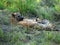 Female Hyena with cubs