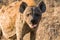 Female hyena with a full belly stares across the road