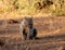 Female Hyena going down for a nap.