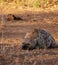 Female Hyena going down for a nap.