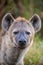 Female hyena staring at the photographer