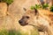 Female Hyena walking in field