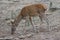 Female Iberian red deer Cervus elaphus hispanicus feeding.