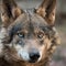 Female of iberian wolf Canis lupus signatus