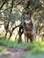 Female iberian wolf Canis lupus signatus in a nice forest