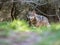 Female iberian wolf Canis lupus signatus in a nice forest