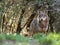 Female iberian wolf Canis lupus signatus in a nice forest