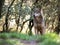 Female iberian wolf Canis lupus signatus in a nice forest