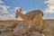 A Female Ibex Grazing in Israel