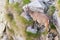 Female Ibex perched on rock on the Italian French Alps.