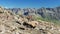 Female Ibex perched on rock looking at the camera with the Italian French Alps in the background.