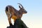 Female ibex standing on top of a rock at sunset