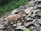 Female Ibex walking on grey rocks