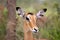 Female impala (Aepyceros melampus)