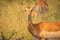 A female impala Aepyceros melampus eating, Lake Mburo National Park, Uganda.